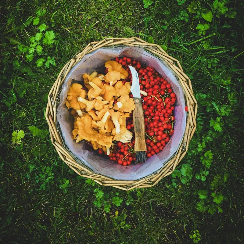 øyo Øyo Svampekniv 2 øyo Øyo Svampekniv - Billede 2